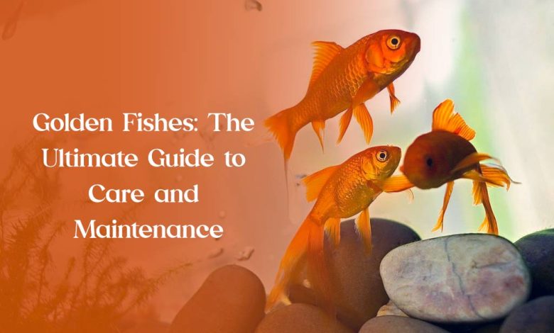 Golden Fishes: The Ultimate Guide to Care and Maintenance