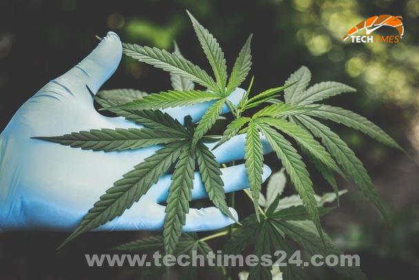 Medical benefits of marijuana 498398938 – Can Medical Marijuana Actually Assist Most cancers Sufferers – Tech Times24