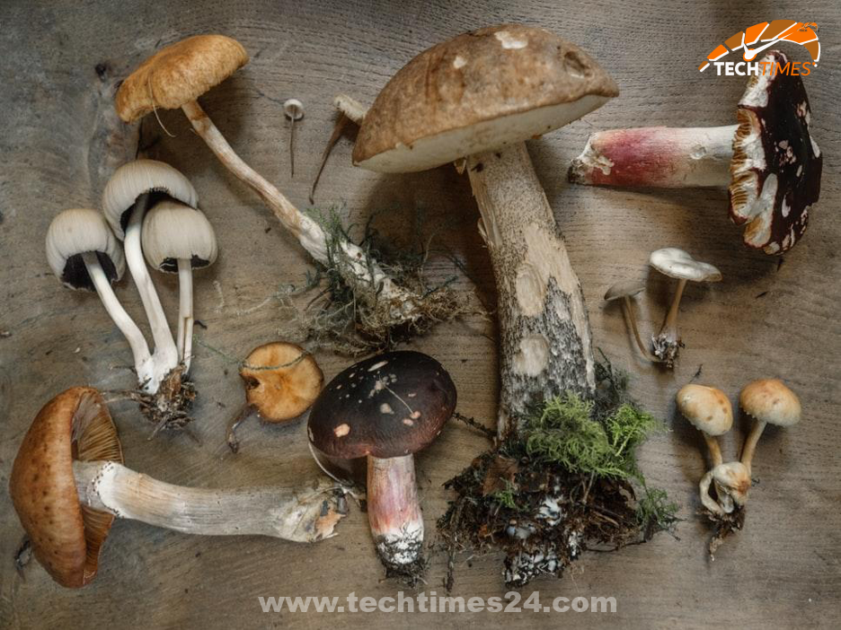 Magic mushrooms – Exploring the Versatility of Amanita Muscaria Mushroom Gummies – Tech Times24
