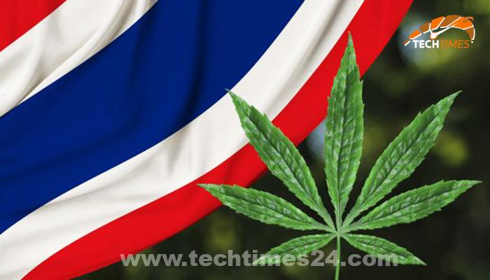 Cannabis is Now Legal in Thailand – Hashish is Now Authorized in Thailand – TechTimes24.com – Tech Times24
