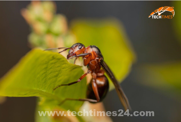 Screenshot 1 – Important Information on Termite Management: What You Ought to Know – Tech Times24